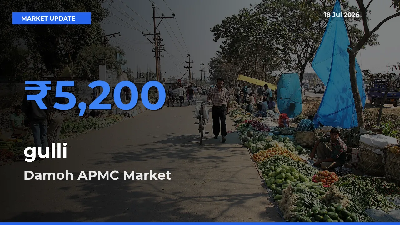 Farmers Prefer Damoh APMC as gulli Hits Highest Rate