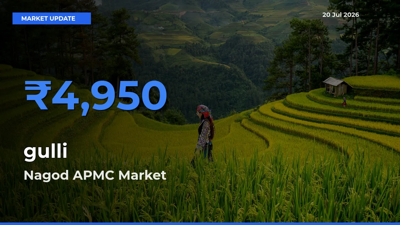 Nagod APMC Tops gulli Rates – July 20 Market Update