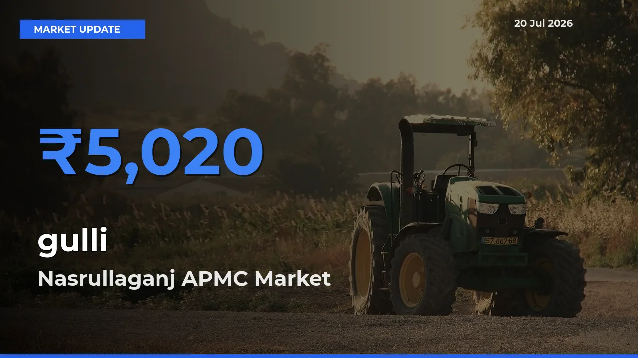 Nasrullaganj APMC Tops gulli Rates – July 20 Market Update