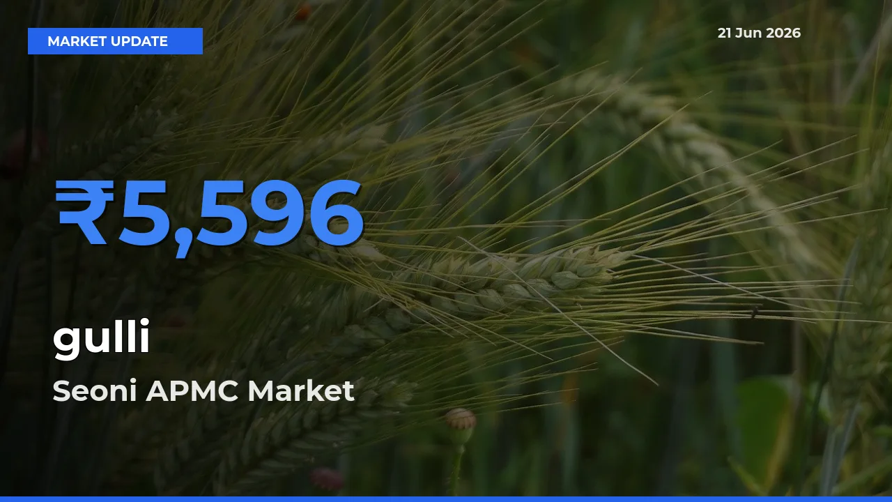 Seoni APMC Tops gulli Rates – June 21 Market Update