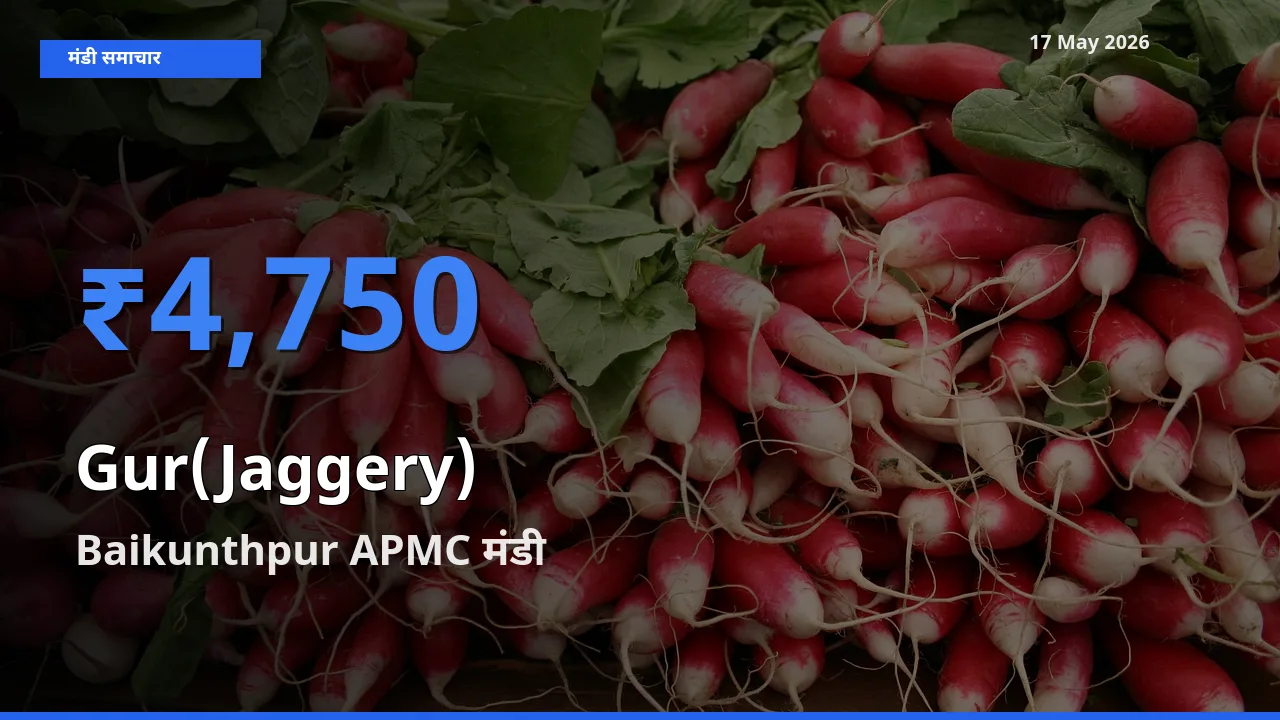 Baikunthpur APMC मंडी में गुड़ ₹4,750 पर पहुँचा – आज का सर्वोच्च भाव