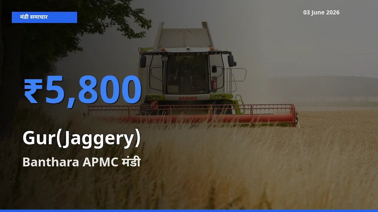 किसानों की पसंद बना Banthara APMC, गुड़ के सबसे अच्छे दाम