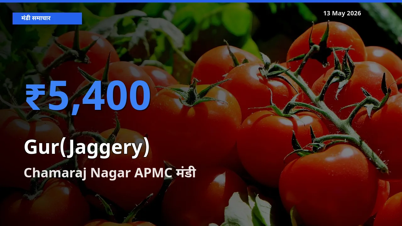 टॉप मंडी बना Chamaraj Nagar APMC! गुड़ के सबसे ऊँचे दाम यहीं दर्ज
