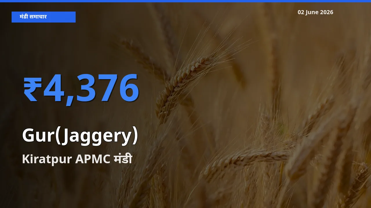 आज का मंडी भाव: गुड़ के सबसे ज़्यादा दाम Kiratpur APMC में