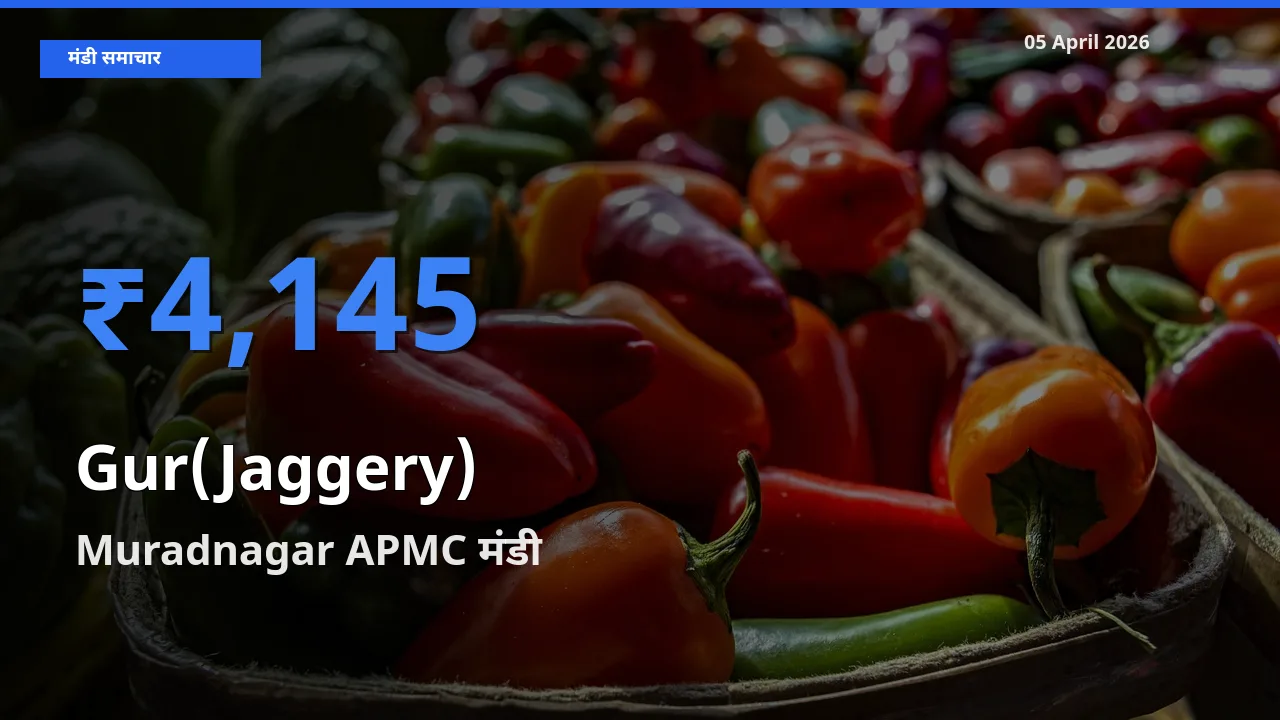 आज गुड़ के सबसे ऊँचे दाम ₹4,145 Muradnagar APMC मंडी में