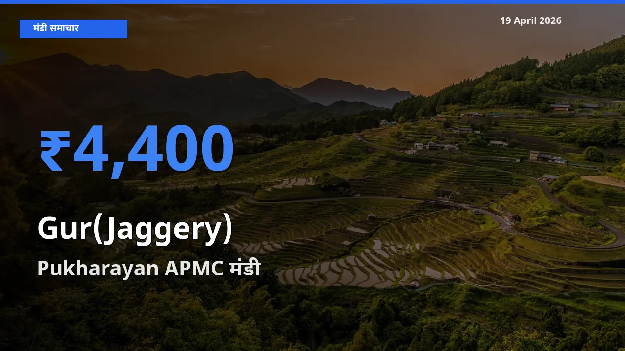 19 April अपडेट: गुड़ के सबसे ऊँचे दाम Pukharayan APMC मंडी में
