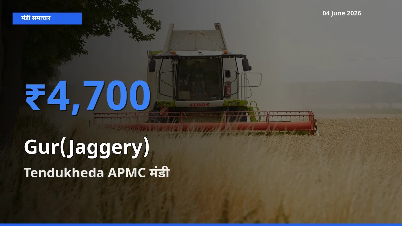 आज गुड़ के सबसे ऊँचे दाम ₹4,700 Tendukheda APMC मंडी में