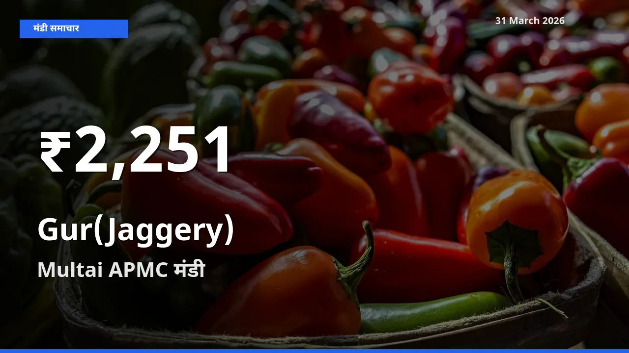 Multai APMC में गुड़ ₹2,251 पर गिरा – 30 दिन का न्यूनतम भाव