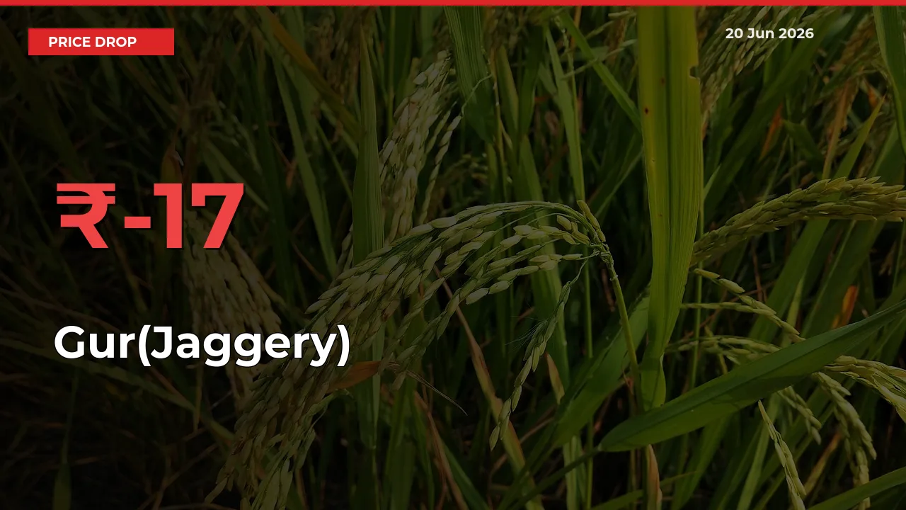 Farmers Alert as Gur(Jaggery) Prices Slide 17.46% in Local Mandis