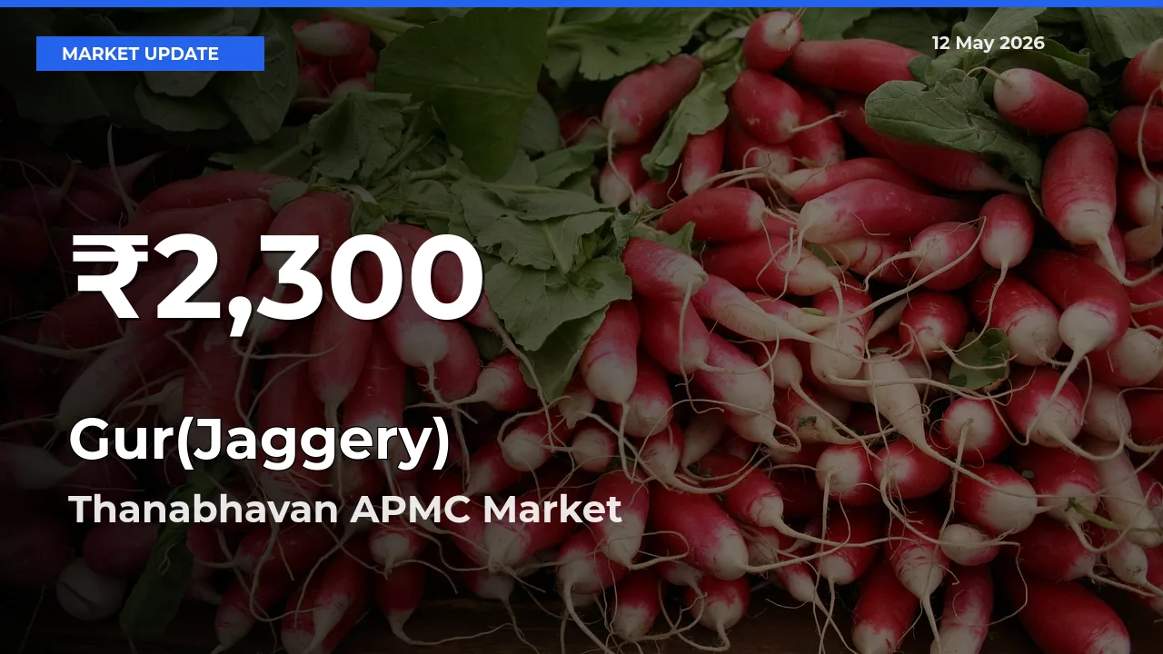 Gur(Jaggery) Prices Touch 30-Day Low in Thanabhavan APMC – May 12 Update
