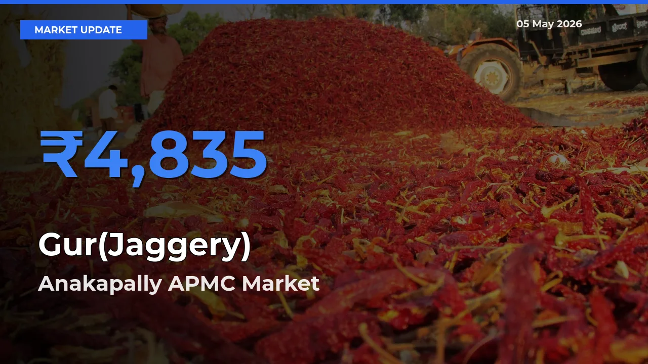 Anakapally APMC Offers ₹4,835 – Highest Gur(Jaggery) Rate Today
