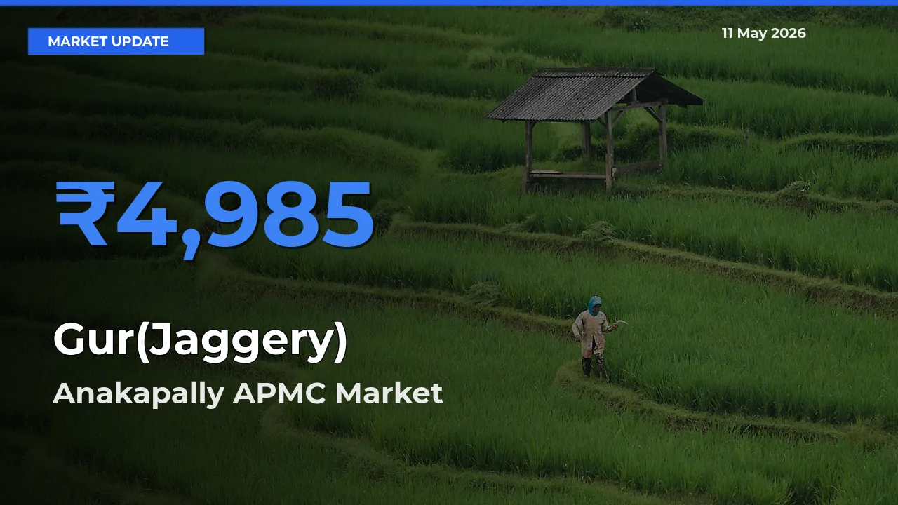 Top Performer! Anakapally APMC Offers Best Gur(Jaggery) Price Today