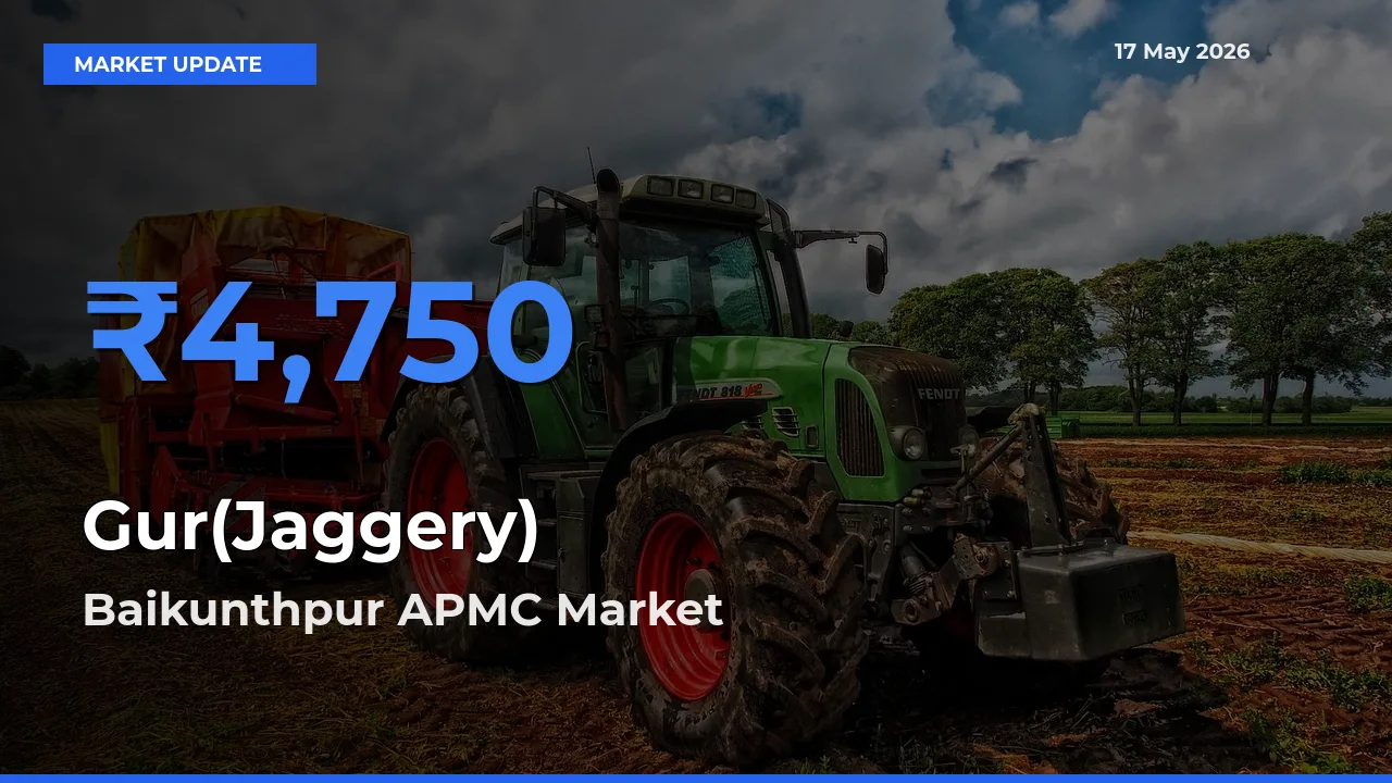 Baikunthpur APMC Records Highest ₹4,750 Rate for Gur(Jaggery)