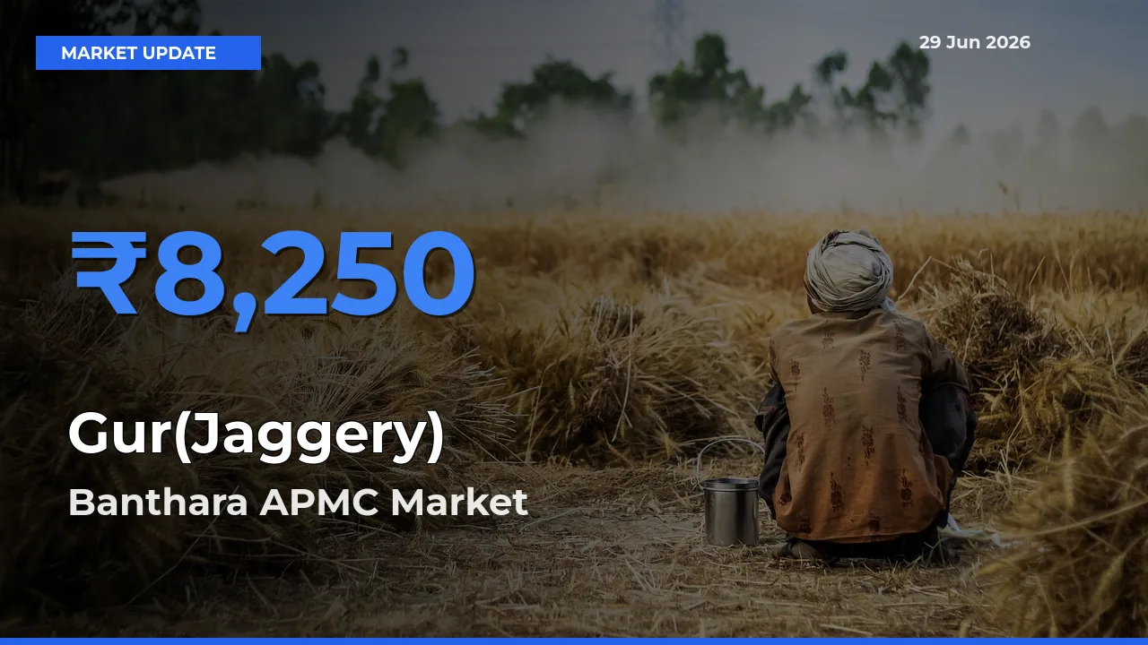 Banthara APMC Leads as Top Mandi for Gur(Jaggery) Prices
