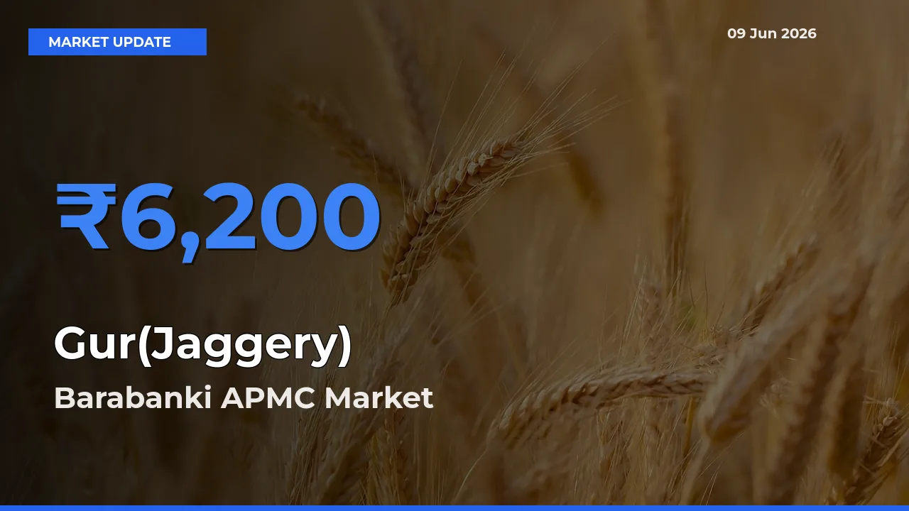 Barabanki APMC Tops Gur(Jaggery) Rates – June 09 Market Update