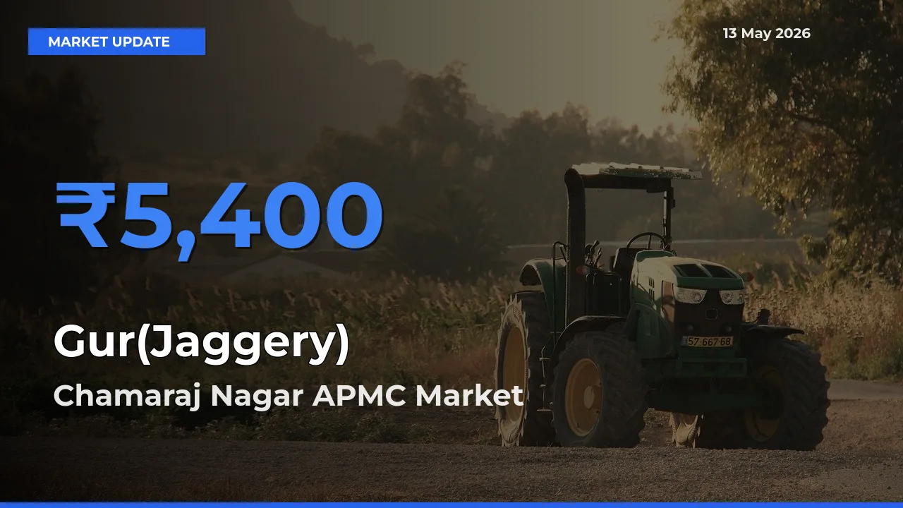 Chamaraj Nagar APMC Leads as Top Mandi for Gur(Jaggery) Prices