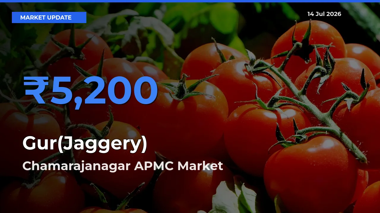 Chamarajanagar APMC Records Highest ₹5,200 Rate for Gur(Jaggery)