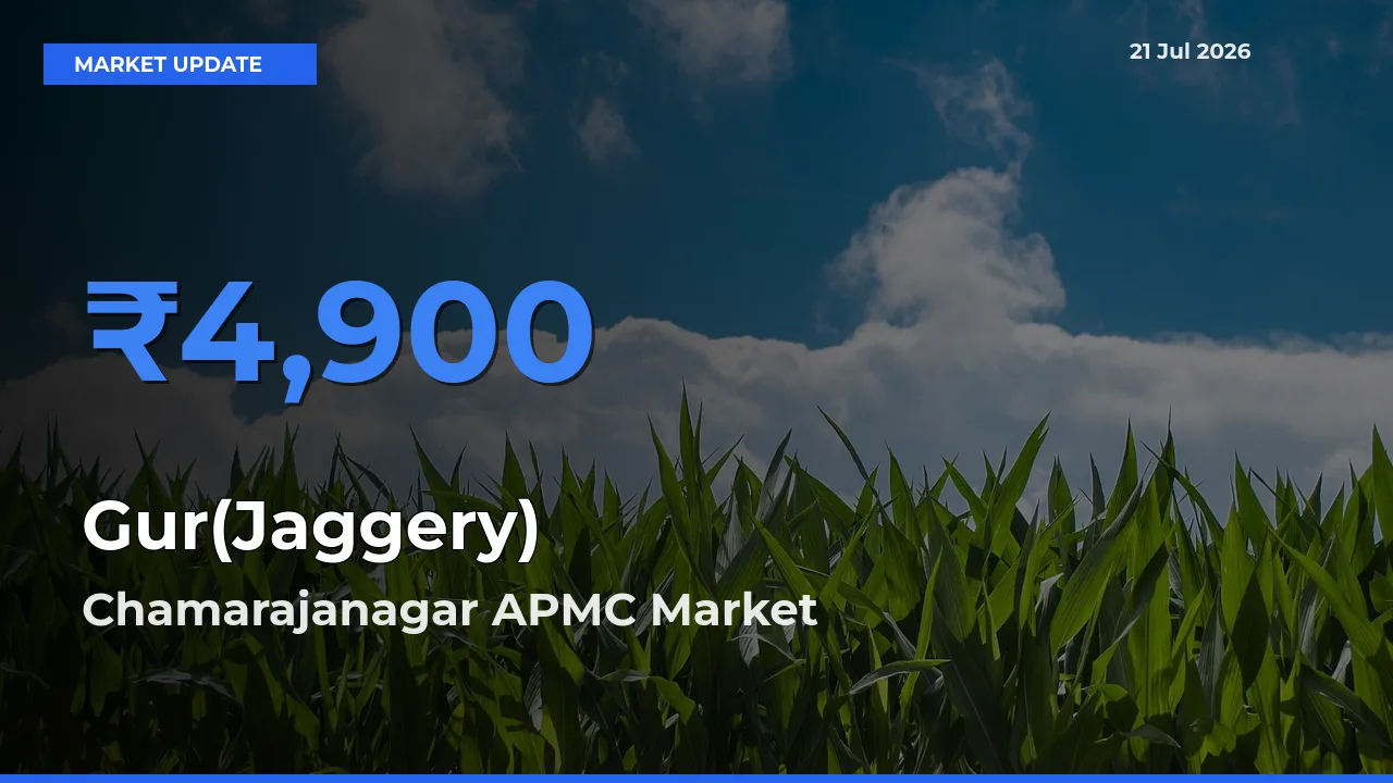 Gur(Jaggery) Mandi Rate Today: Chamarajanagar APMC Tops the List