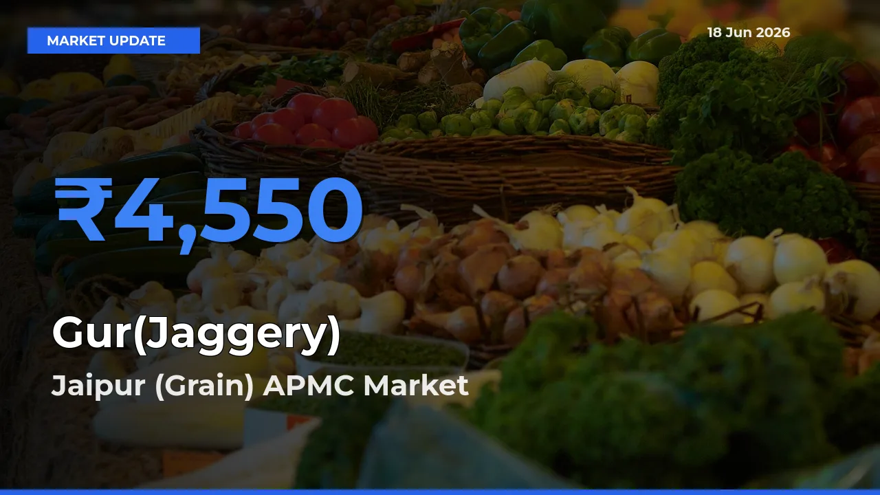 Jaipur (Grain) APMC Tops Gur(Jaggery) Mandi Rates Today