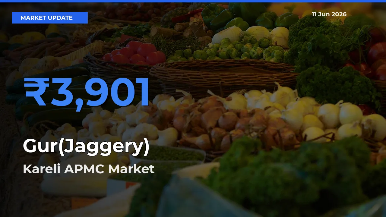 Kareli APMC Offers ₹3,901 – Highest Gur(Jaggery) Rate Today
