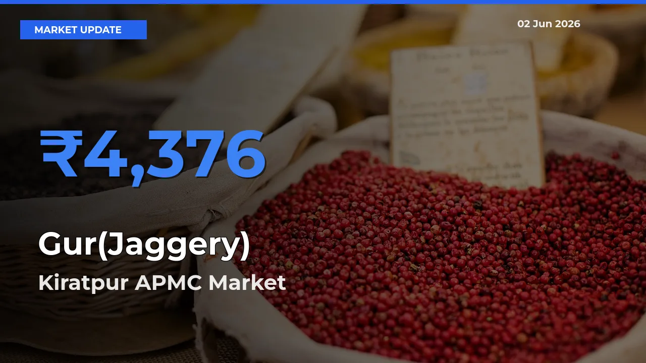 Kiratpur APMC Tops Gur(Jaggery) Mandi Rates Today