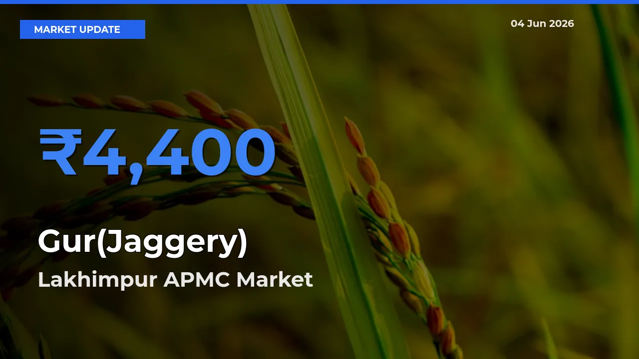 Lakhimpur APMC Offers ₹4,400 – Highest Gur(Jaggery) Rate Today