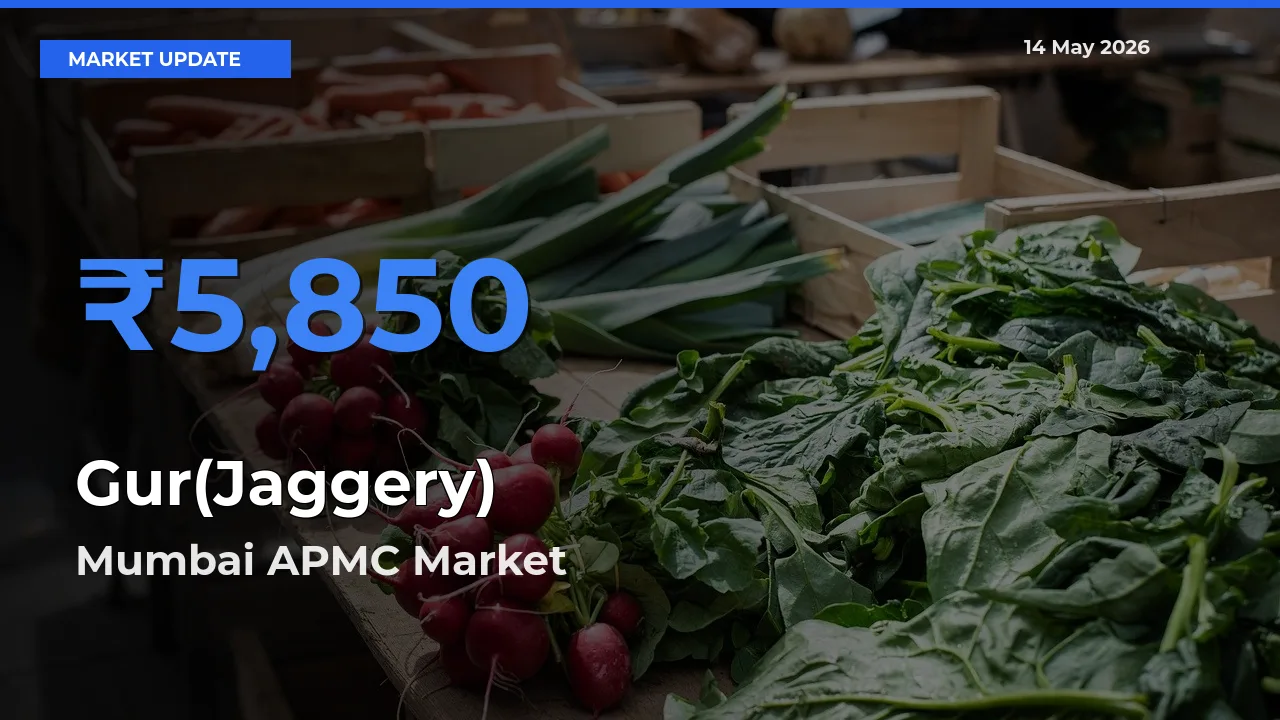 Mumbai APMC Tops Gur(Jaggery) Rates – May 14 Market Update