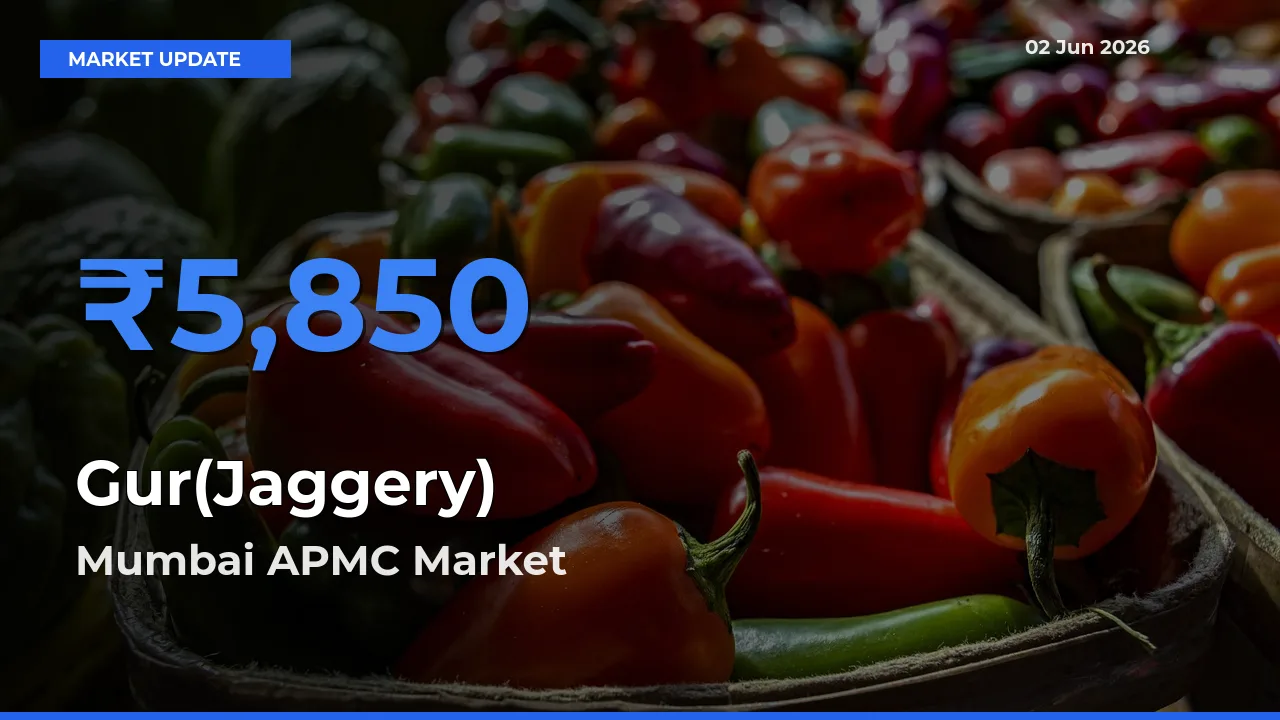 Top Performer! Mumbai APMC Offers Best Gur(Jaggery) Price Today