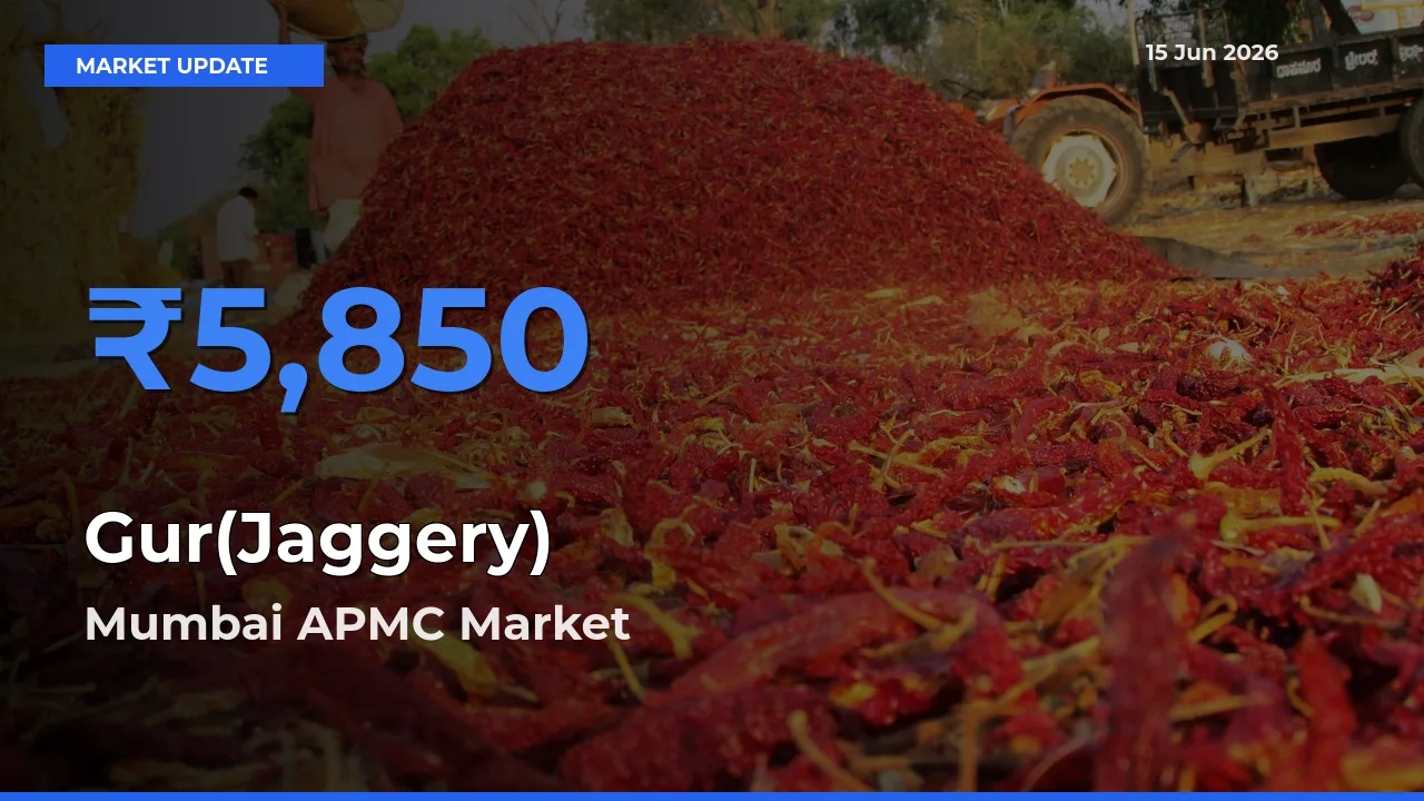 Gur(Jaggery) Mandi Rate Today: Mumbai APMC Tops the List