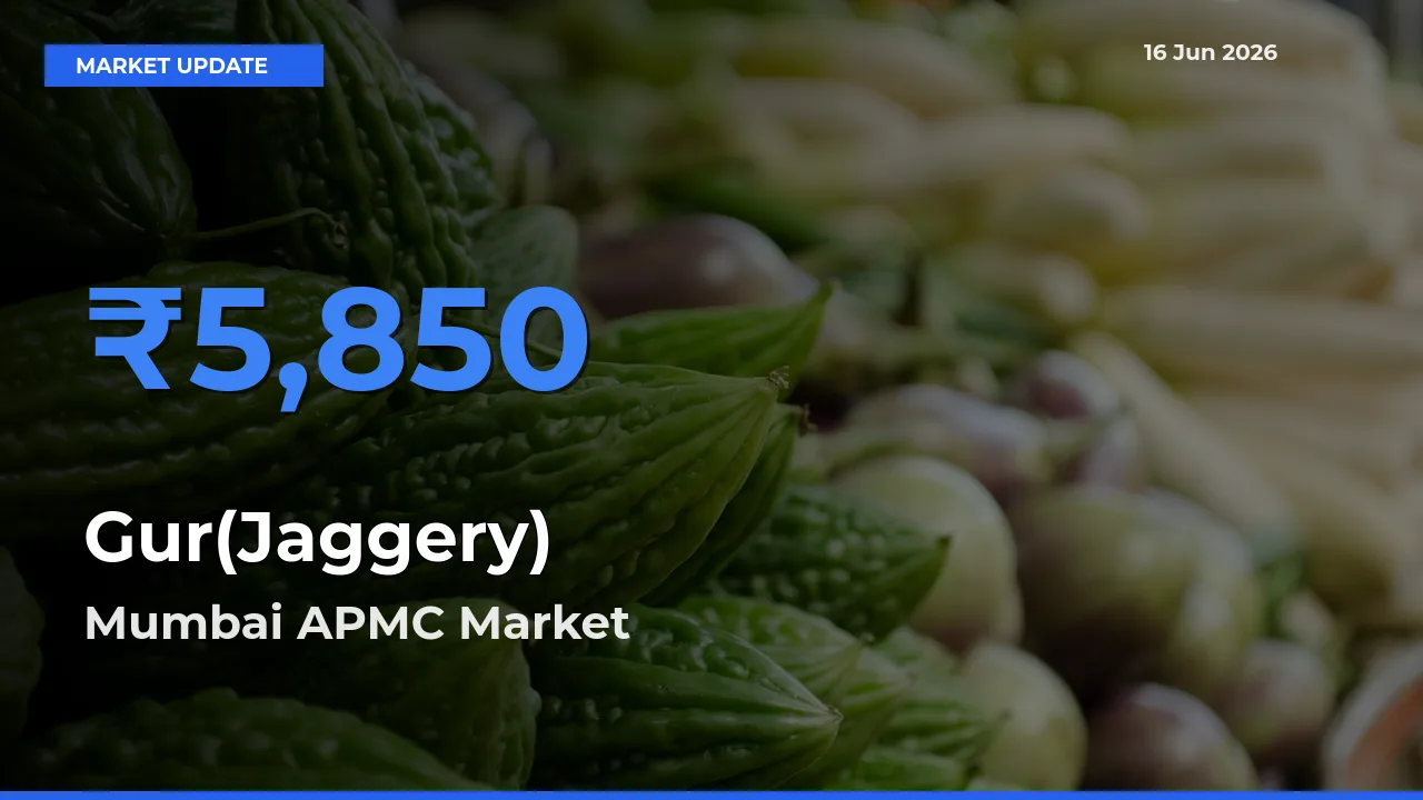 Gur(Jaggery) Mandi Rate Today: Mumbai APMC Tops the List