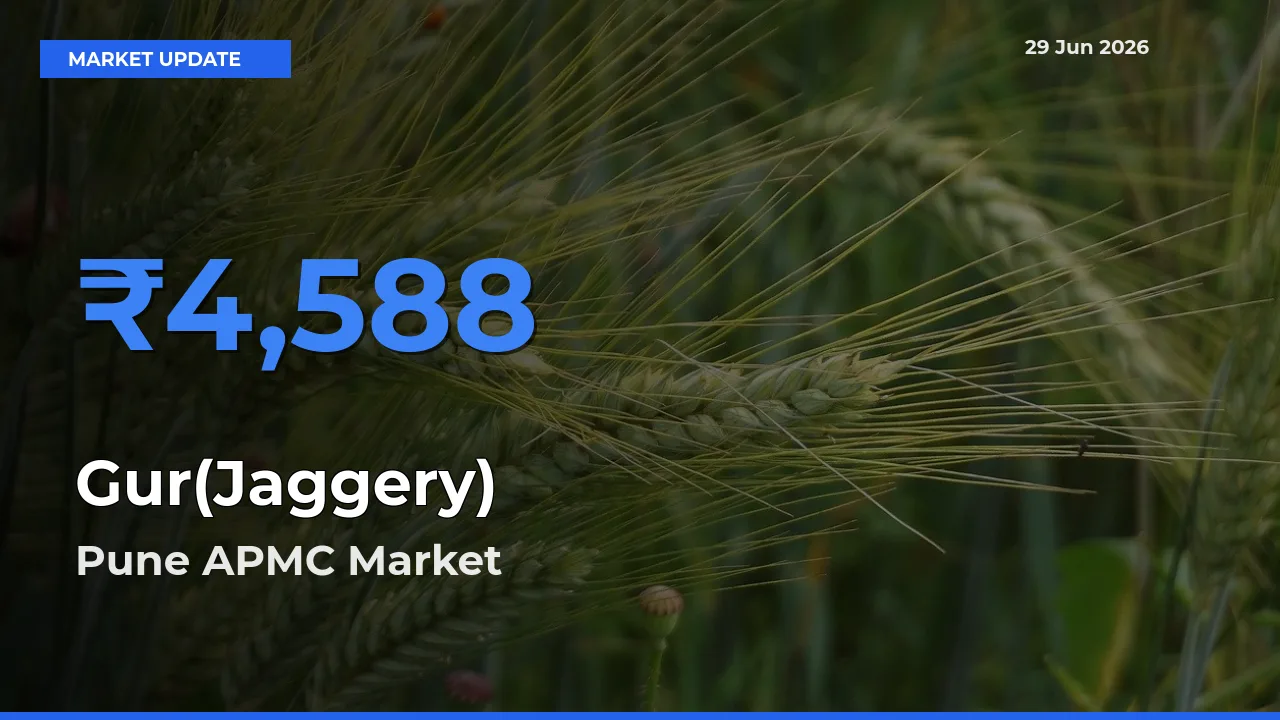 Pune APMC Tops Gur(Jaggery) Rates – June 29 Market Update