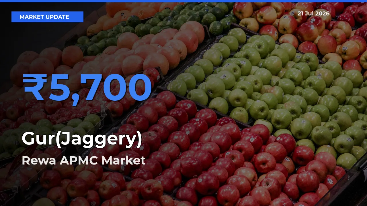 Market Watch: Rewa APMC Becomes Top Mandi for Gur(Jaggery)
