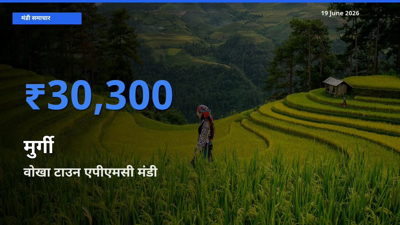 वोखा टाउन एपीएमसी मंडी में मुर्गी ₹30,300 पर पहुँचा – आज का सर्वोच्च भाव