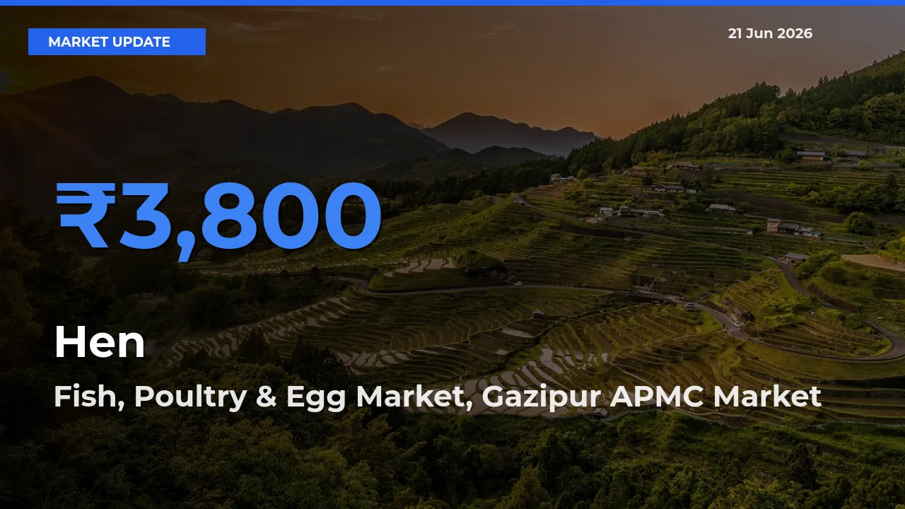 Hen Mandi Rate Today: Fish, Poultry & Egg Market, Gazipur APMC Tops the List