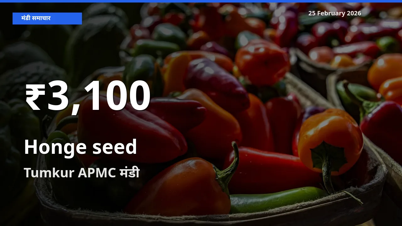 25 February अपडेट: Honge seed के दाम 30 दिन के न्यूनतम स्तर पर, Tumkur APMC