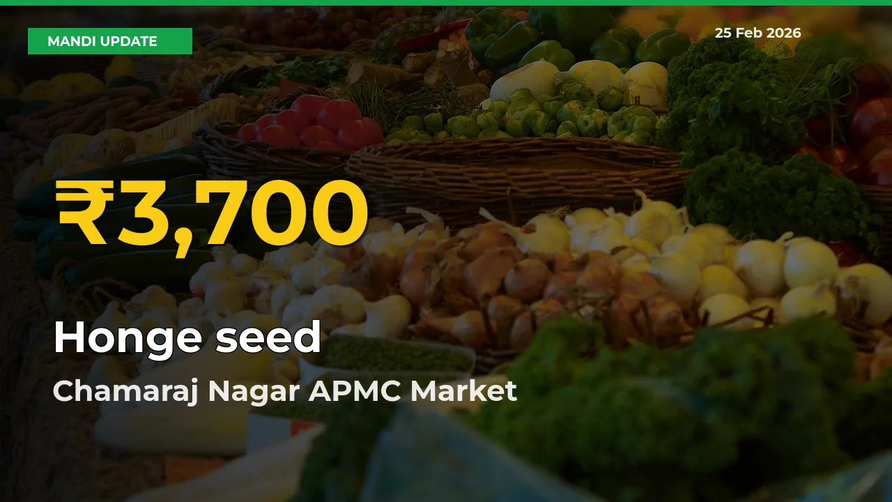 Honge seed Hits Fresh High in Chamaraj Nagar APMC Today