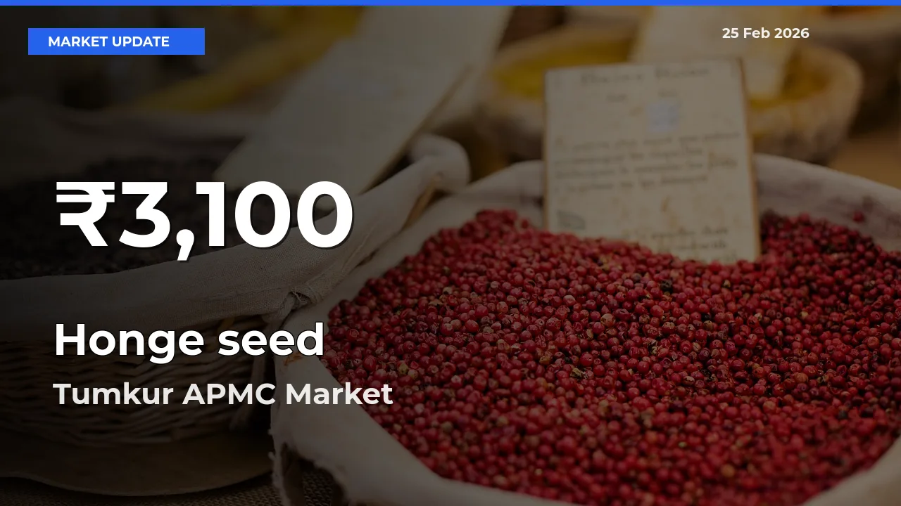 Honge seed Falls to ₹3,100 in Tumkur APMC – 30-Day Lowest Rate