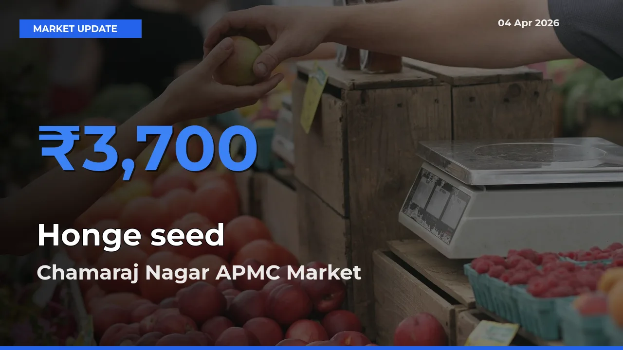Chamaraj Nagar APMC Offers ₹3,700 – Highest Honge seed Rate Today