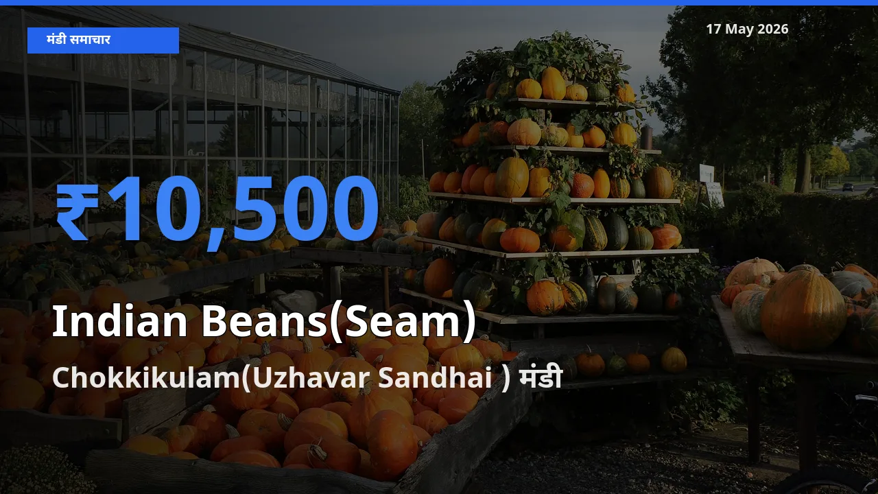 आज सेम (देशी) के सबसे ज़्यादा दाम Chokkikulam(Uzhavar Sandhai ) मंडी में दर्ज