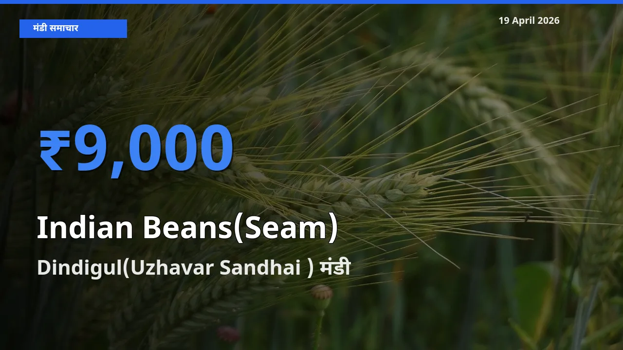 Dindigul(Uzhavar Sandhai ) मंडी में आज सेम (देशी) के सबसे ऊँचे दाम दर्ज