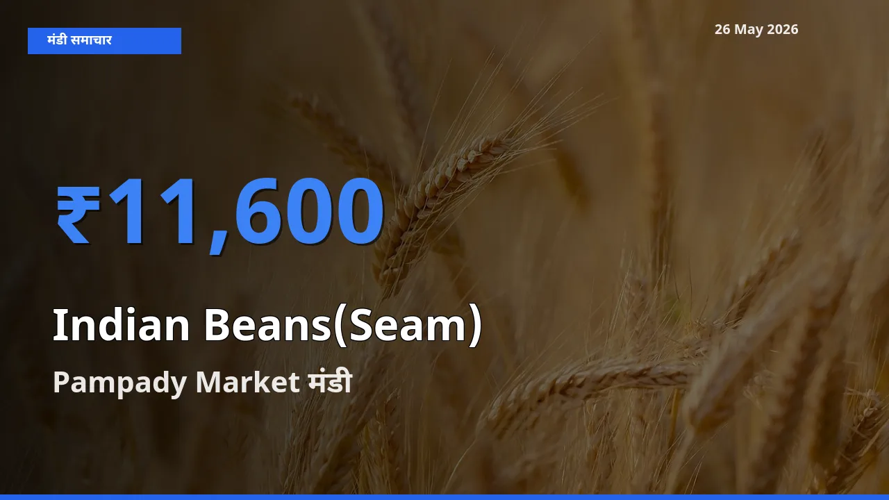 टॉप मंडी बना Pampady Market! सेम (देशी) के सबसे ऊँचे दाम यहीं दर्ज
