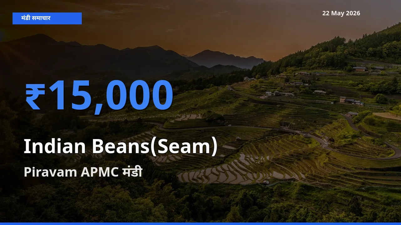 Piravam APMC मंडी में सेम (देशी) ₹15,000 पर पहुँचा – आज का सर्वोच्च भाव