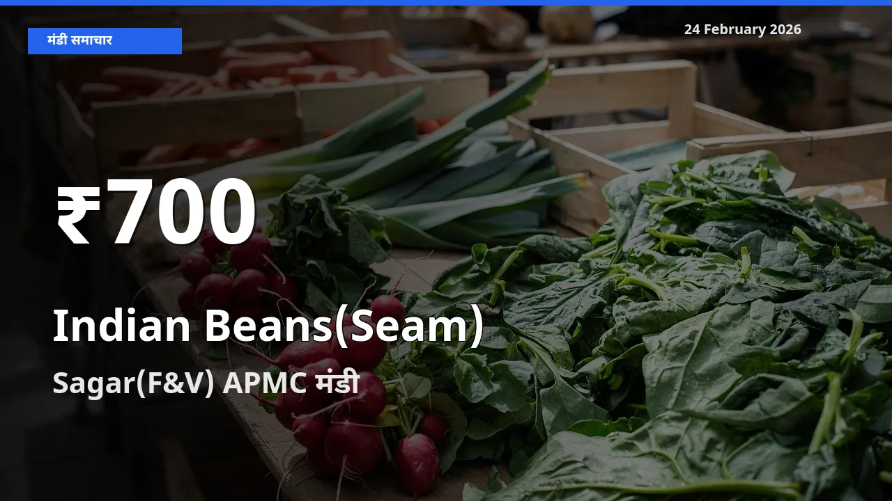 24 February अपडेट: Indian Beans(Seam) के दाम 30 दिन के न्यूनतम स्तर पर, Sagar(F&V) APMC