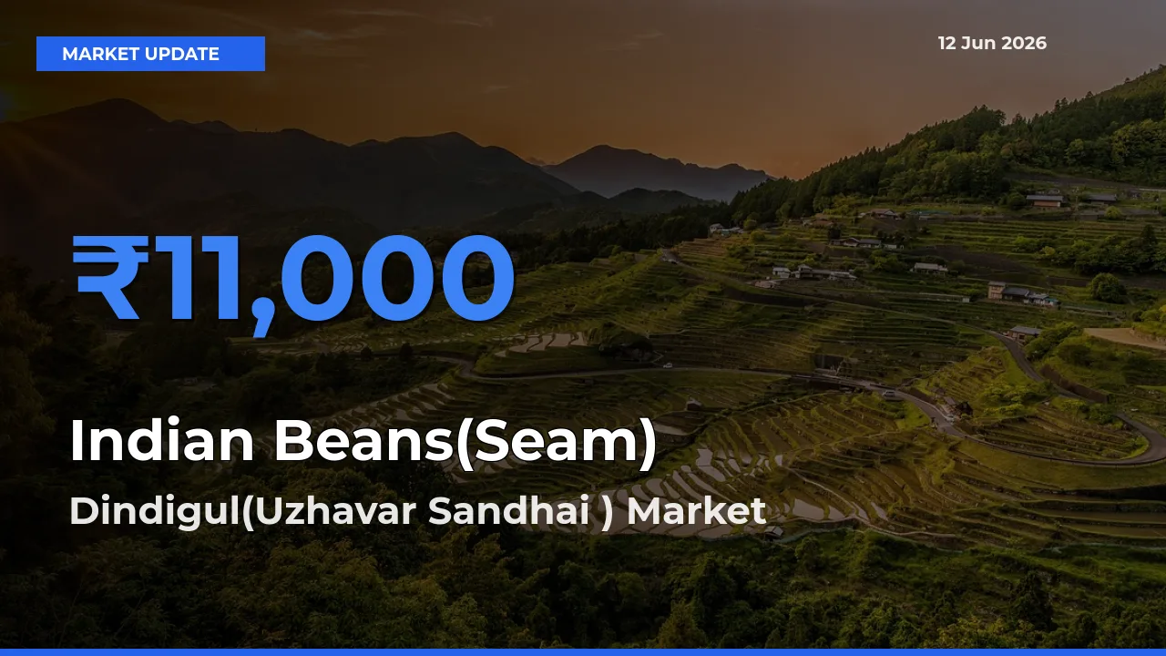 Dindigul(Uzhavar Sandhai ) Tops Indian Beans(Seam) Rates – June 12 Market Update