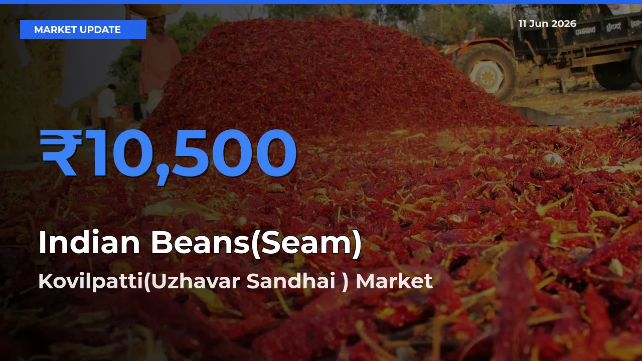 Kovilpatti(Uzhavar Sandhai ) Records Highest ₹10,500 Rate for Indian Beans(Seam)