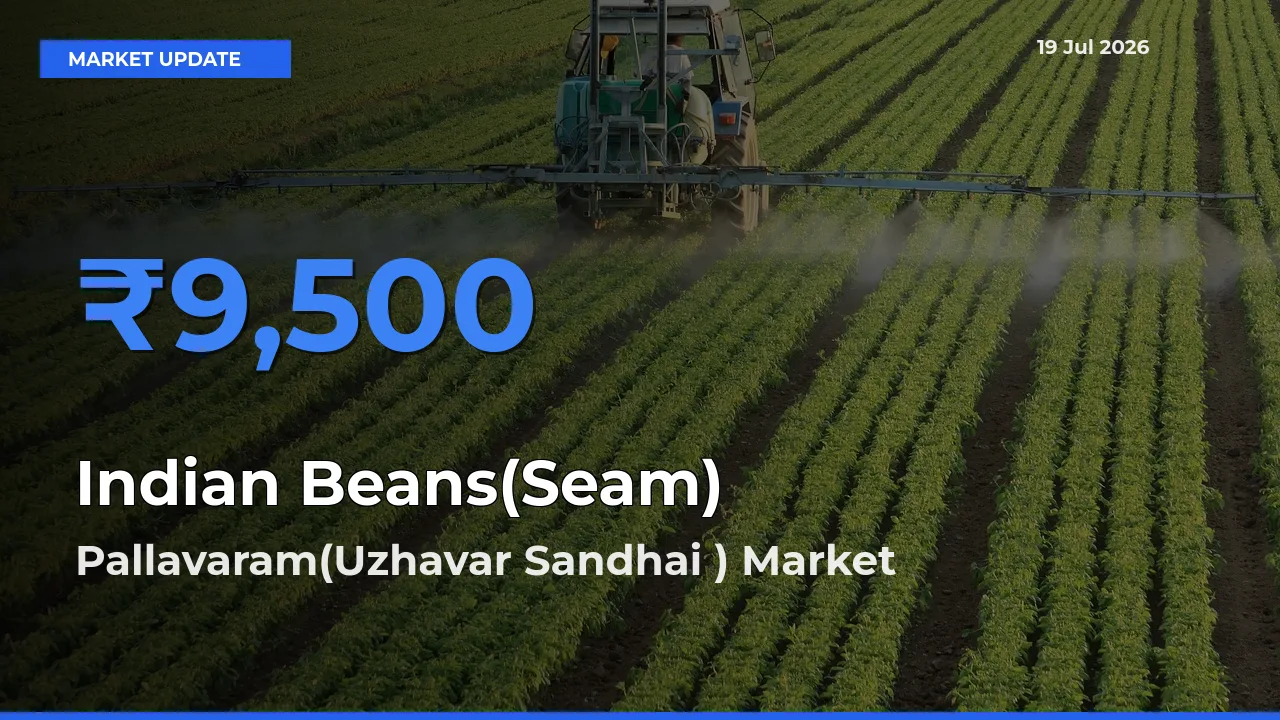 Pallavaram(Uzhavar Sandhai ) Offers ₹9,500 – Highest Indian Beans(Seam) Rate Today