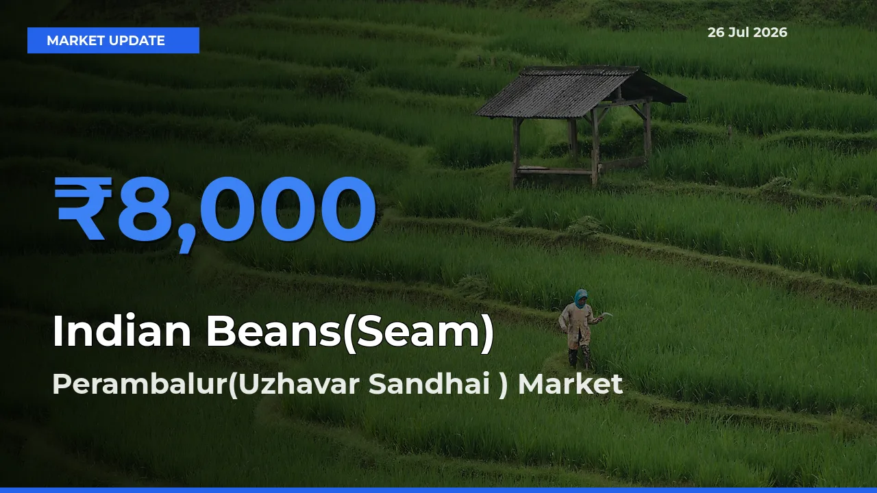 Farmers Prefer Perambalur(Uzhavar Sandhai ) as Indian Beans(Seam) Hits Highest Rate