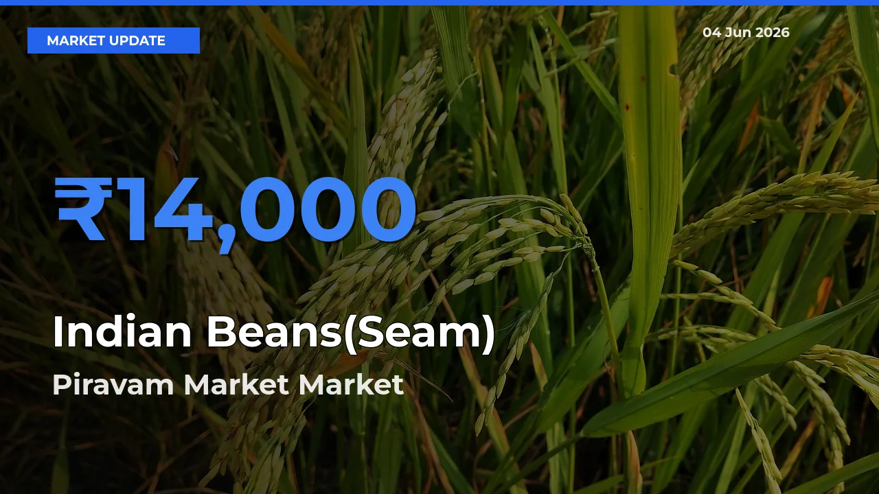 Piravam Market Leads as Top Mandi for Indian Beans(Seam) Prices