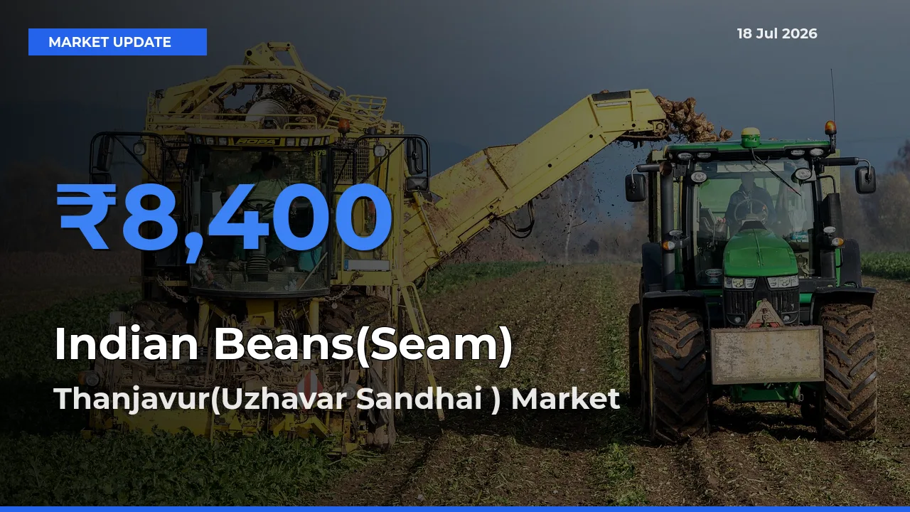 Top Performer! Thanjavur(Uzhavar Sandhai ) Offers Best Indian Beans(Seam) Price Today