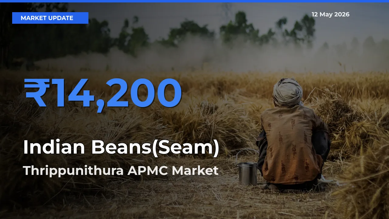 Top Performer! Thrippunithura APMC Offers Best Indian Beans(Seam) Price Today